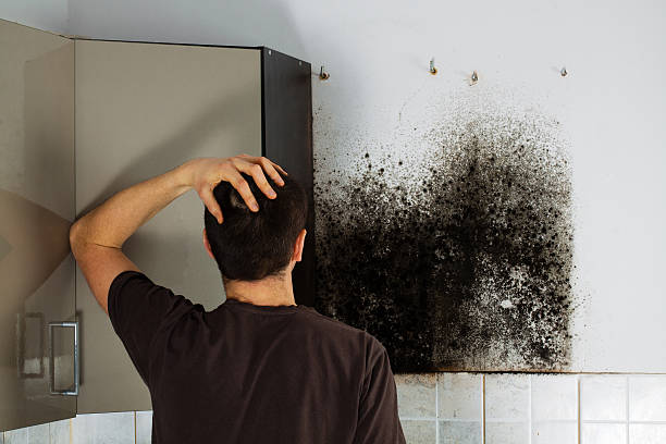 Best White Mold Remediation in Mar Mac, NC