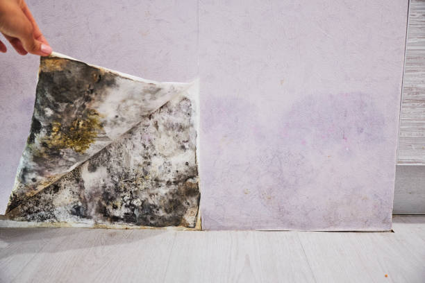 Mar Mac, NC Mold Remediation Company
